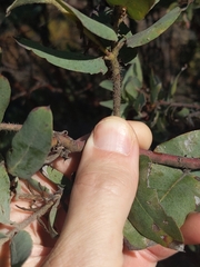 Arctostaphylos andersonii