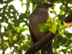 Saltator coerulescens