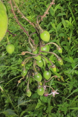 Solanum cajanumense