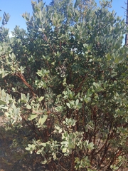 Arctostaphylos andersonii