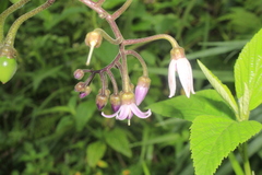 Solanum cajanumense
