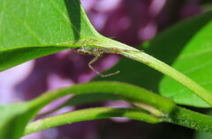 Diaea ambara