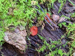 Scutellinia