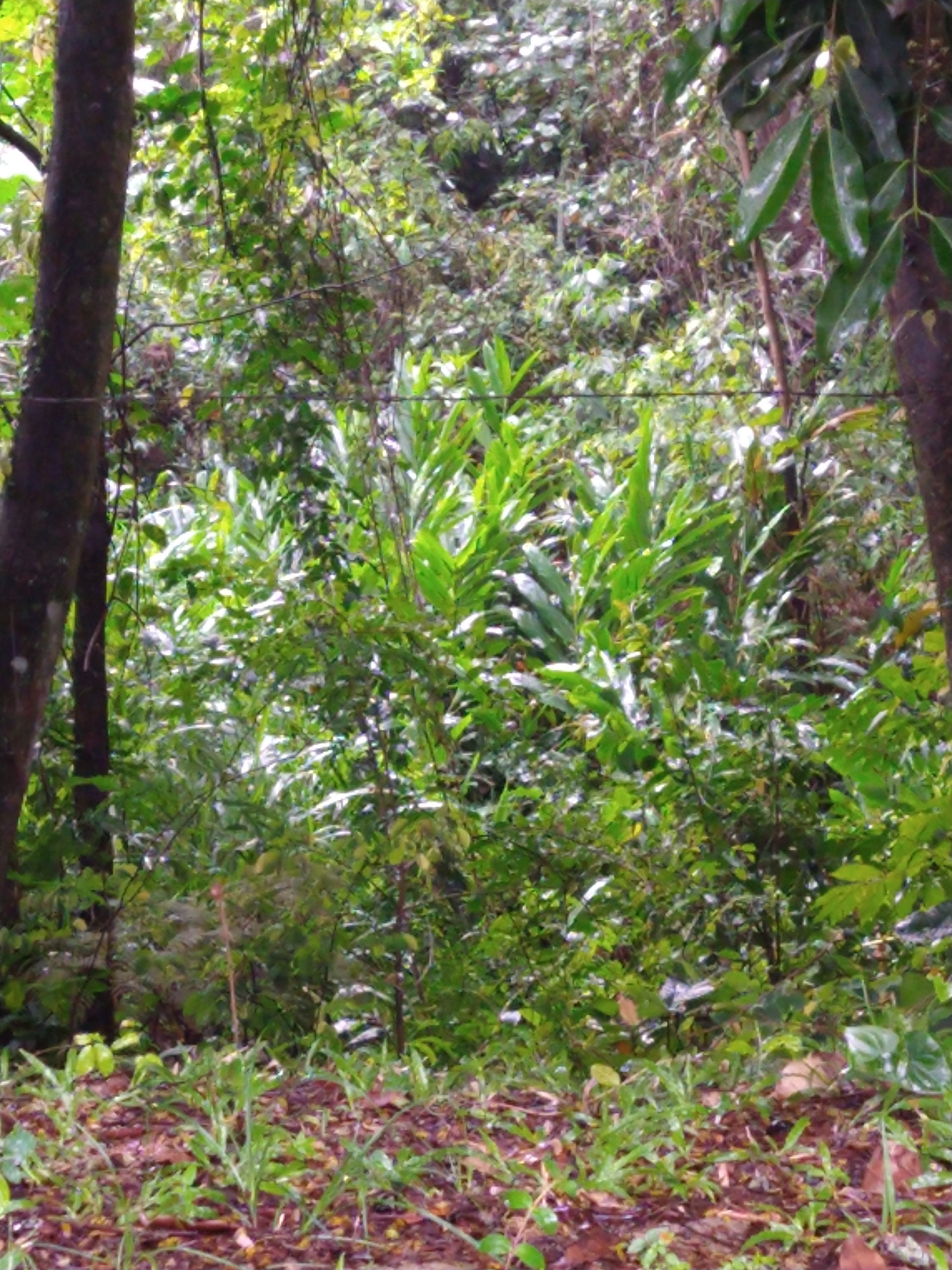 Hedychium coronarium