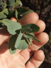 Arctostaphylos andersonii