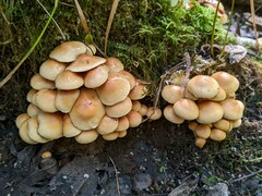 Pholiota prolixa