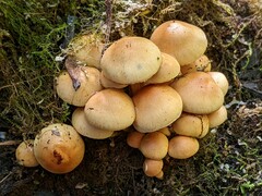 Pholiota prolixa
