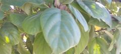 Cordia sebestena