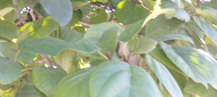 Cordia sebestena