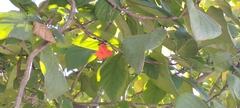 Cordia sebestena