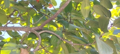 Cordia sebestena