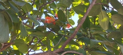 Cordia sebestena