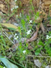 Asperula conferta