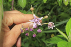 Solanum cajanumense