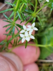 Asperula conferta