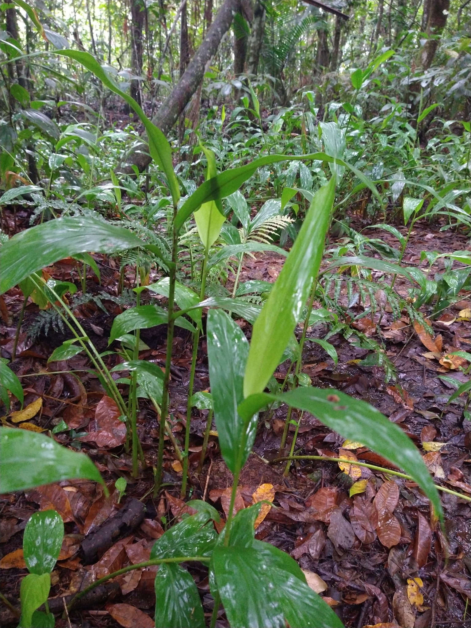 Hedychium coronarium