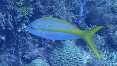 Ocyurus chrysurus