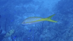 Ocyurus chrysurus