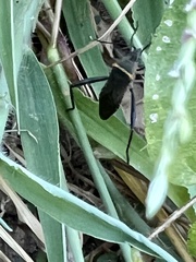 Phthiacnemia picta