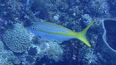 Ocyurus chrysurus