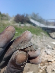 Sternotherus carinatus