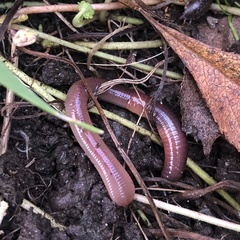 Lumbricus