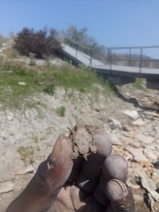 Sternotherus carinatus