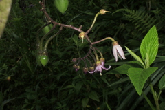Solanum cajanumense