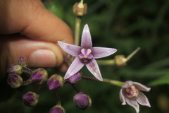 Solanum cajanumense
