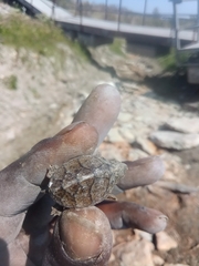 Sternotherus carinatus