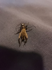 Gryllus