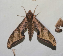 Protambulyx euryalus