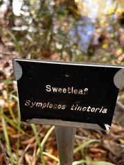 Symplocos tinctoria