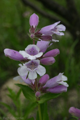 Penstemon cobaea