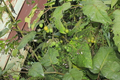 Solanum cajanumense