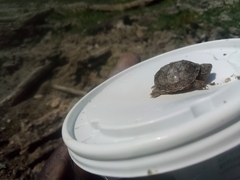 Sternotherus carinatus
