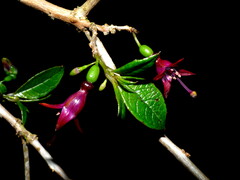 Fuchsia excorticata