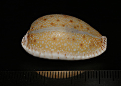 Naria erosa