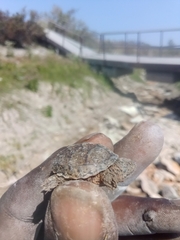 Sternotherus carinatus
