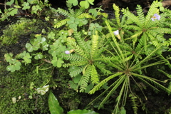 Biophytum dendroides