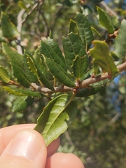 Quercus parvula