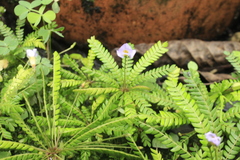 Biophytum dendroides