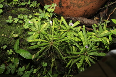 Biophytum dendroides