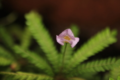 Biophytum dendroides