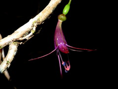 Fuchsia excorticata