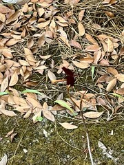 Neurothemis taiwanensis