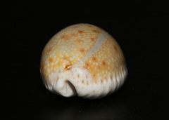 Naria erosa