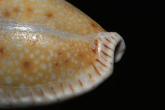 Naria erosa