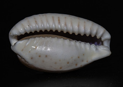 Naria erosa