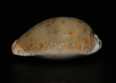 Naria erosa